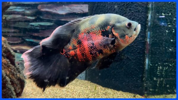 Black tiger vailtail Oscar ( 4 pcs)