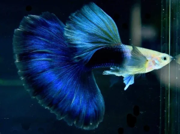 HB blue guppy