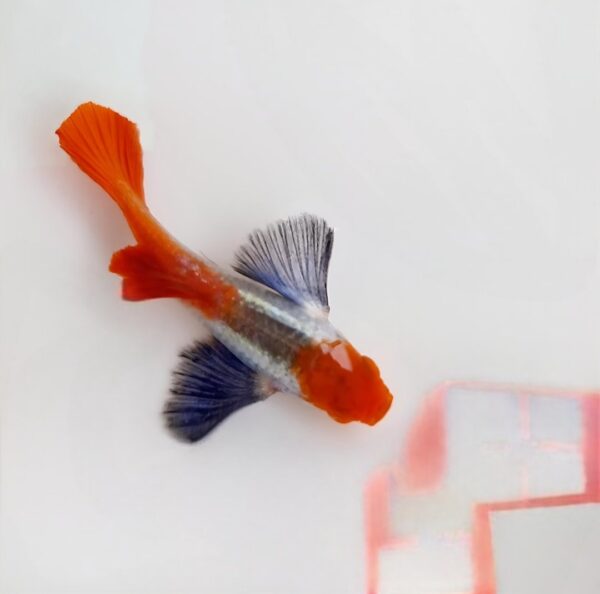 Plantinum Red Tail Dumbo Big Ear Guppy Pair