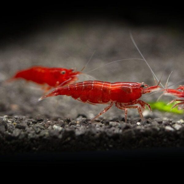 Red cherry shrimp