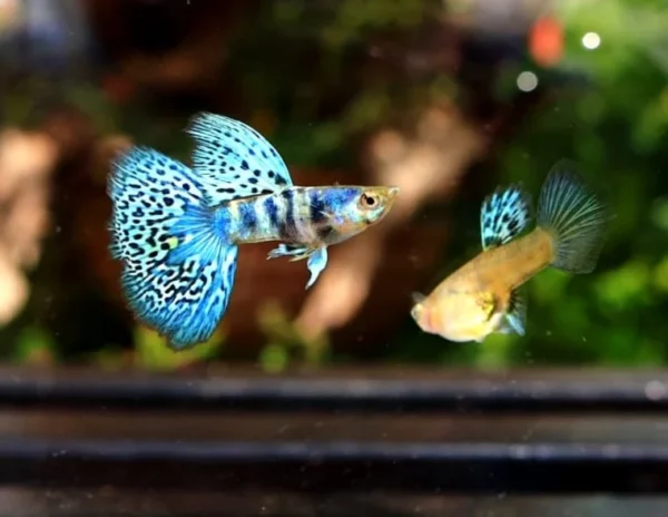 Galaxy blue tiger guppy Pair