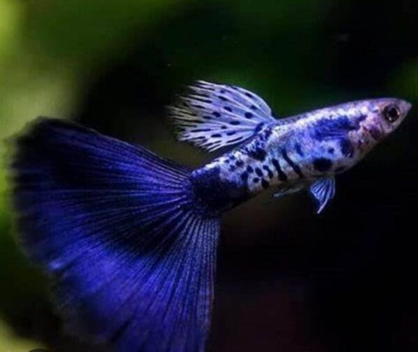 Galaxy cobra blue tail guppy pair