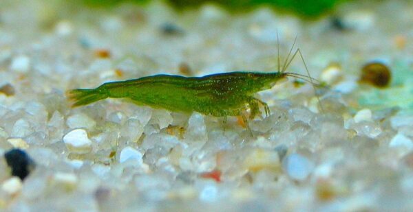 Light Green Shrimps (5 pairs)