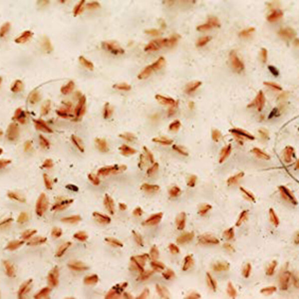 Moina Culture (live fish food)