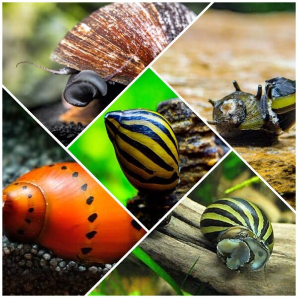 Nerite Snail Combo (Red Lip, Hair Thorn, Spotted, Zebra) (4 snails)
