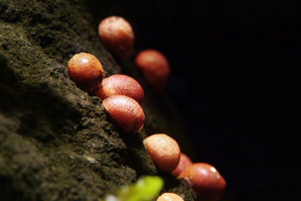 Pink lady snail(5 pcs)