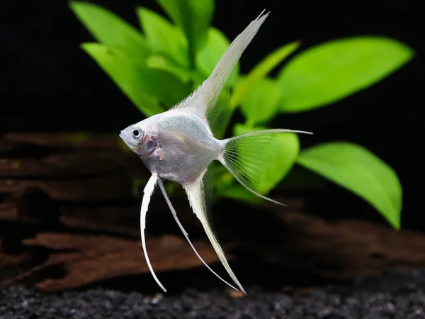 Platinum white angel vailtail ( rare) Adult pair