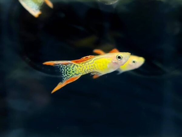 Red lace double sword guppy ( pair)