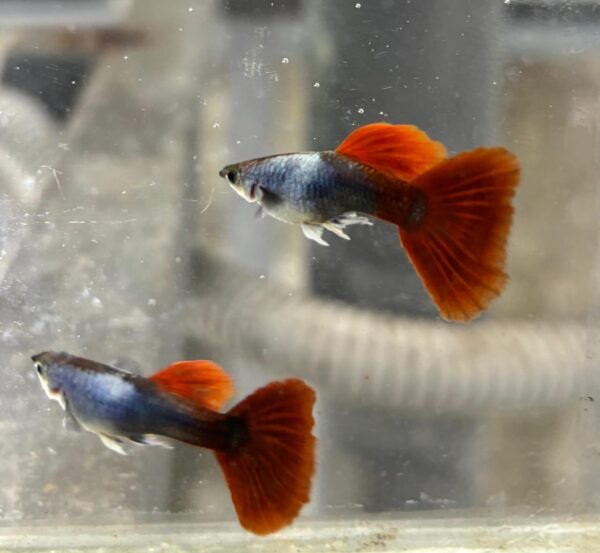 Silverado HB Red Tail guppy ( pair)