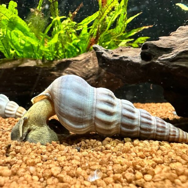 White Brotia Herculea snail ( 3 nos)