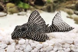 Plecos