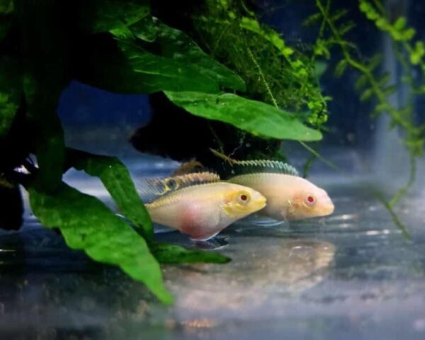 Albino kribensis ( 4 pcs)