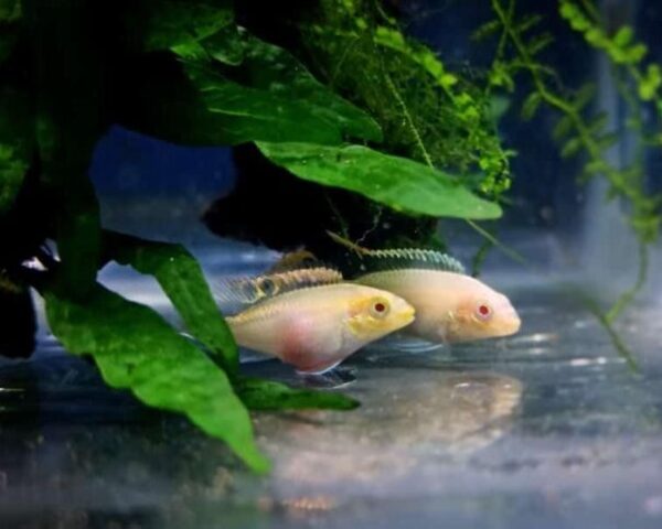 Albino kribensis ( 4 pcs)