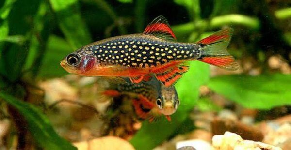 Galaxy Rasbora( 6 fishes)