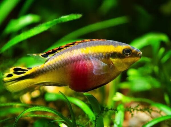 Rainbow Kribensis ( 4 pcs)