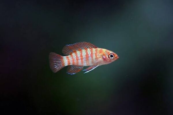 Scarlet Badis (10 piece combo)